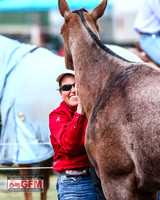 GoulburnCampdraft2019_1285