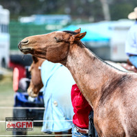 GoulburnCampdraft2019_1277