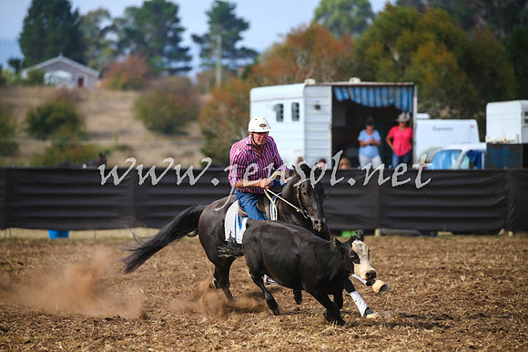 NimmitabelCampdraft2017_0579