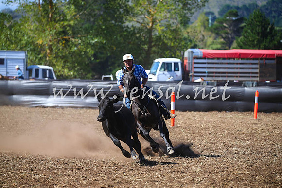 NimmitabelCampdraft2017_0474