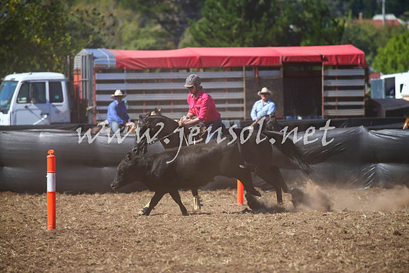 NimmitabelCampdraft2017_0463