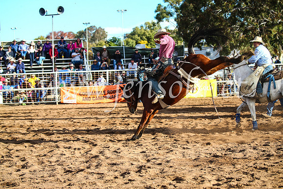 CoonambleRodeoCampdraftSun_4174