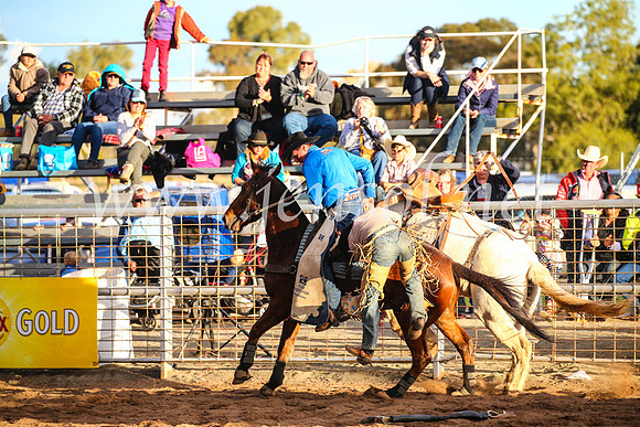 CoonambleRodeoCampdraftSun_5055