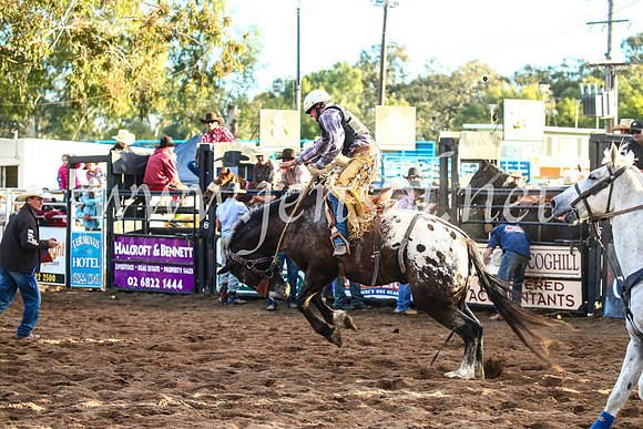 CoonambleRodeoCampdraftSun_4840