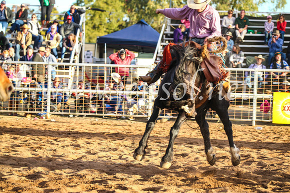 CoonambleRodeoCampdraftSun_4960