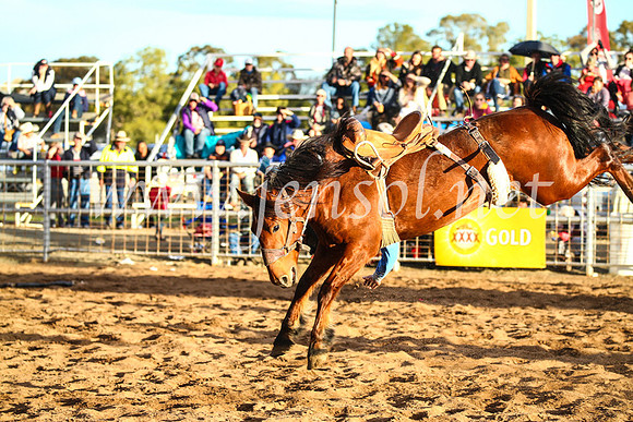 CoonambleRodeoCampdraftSun_4984