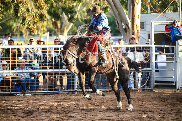 CoonambleRodeoCampdraftSun_4894