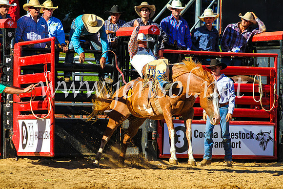 CoomaRodeo2017_9117