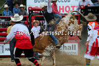 Steers