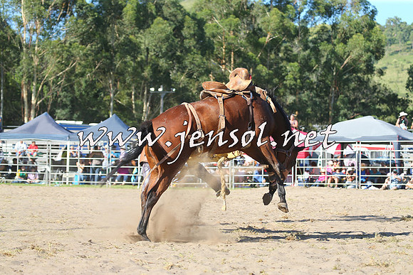 PictonRodeo2015_1837
