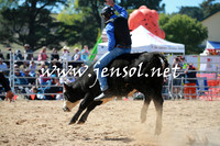 Steers