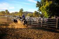 GundagaiCampdraft2017_0408