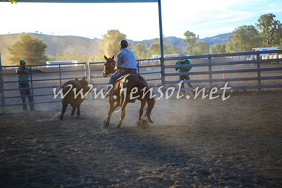 GundagaiCampdraft2017_0478