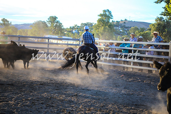 GundagaiCampdraft2017_0469