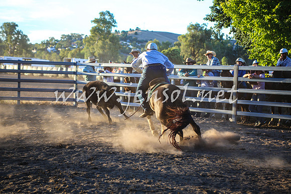 GundagaiCampdraft2017_0449