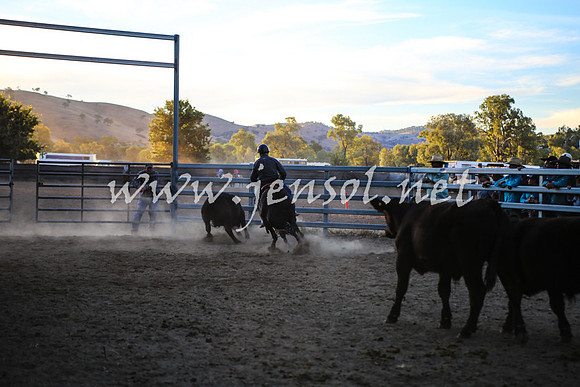 GundagaiCampdraft2017_0496