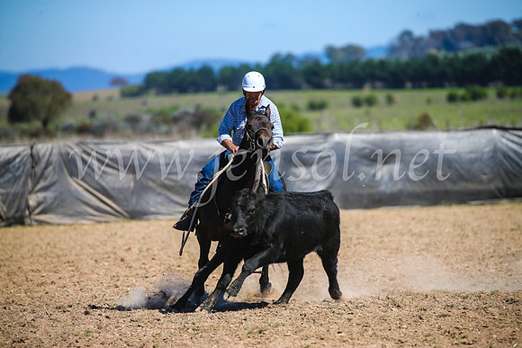GoulburnCampdraft2017_3416