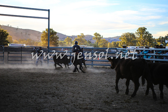 GundagaiCampdraft2017_0495