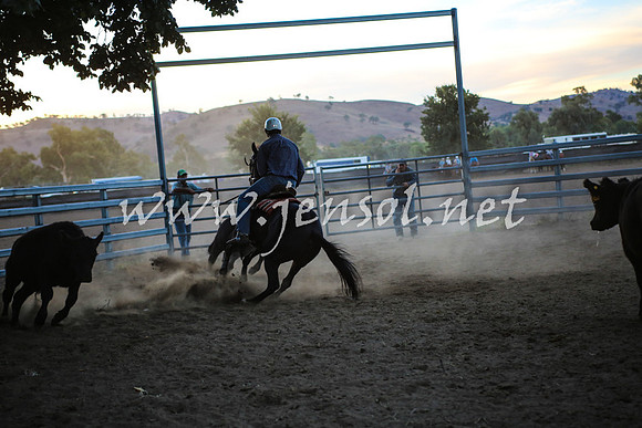 GundagaiCampdraft2017_0523
