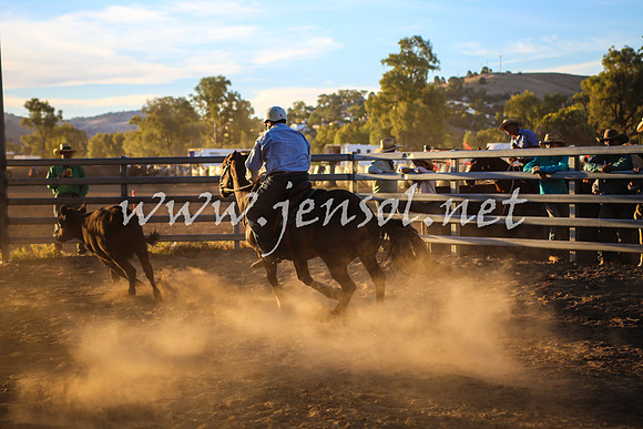 GundagaiCampdraft2017_0441