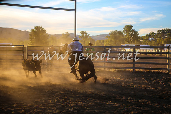 GundagaiCampdraft2017_0443