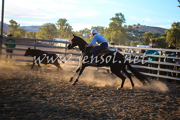 GundagaiCampdraft2017_0455