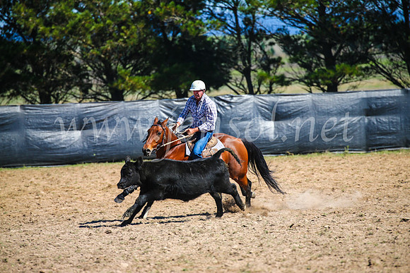 GoulburnCampdraft2017_3035