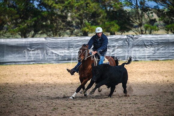 GoulburnCampdraft2017_2442