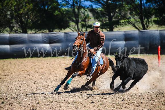 GoulburnCampdraft2017_3395