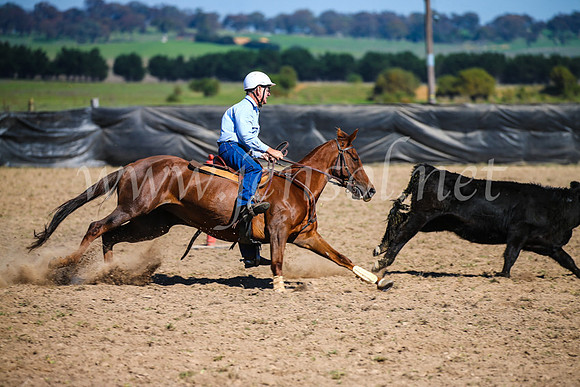 GoulburnCampdraft2017_3099