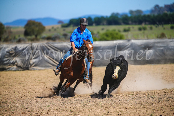 GoulburnCampdraft2017_3245