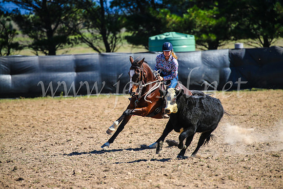 GoulburnCampdraft2017_3315