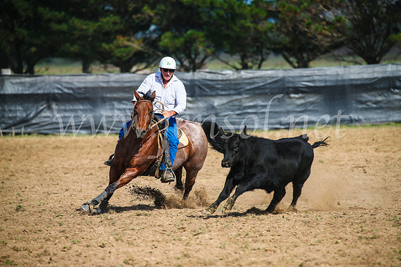 GoulburnCampdraft2017_2436
