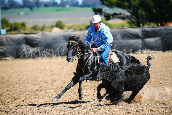 GoulburnCampdraft2017_3362