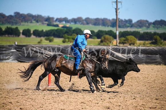 GoulburnCampdraft2017_3143