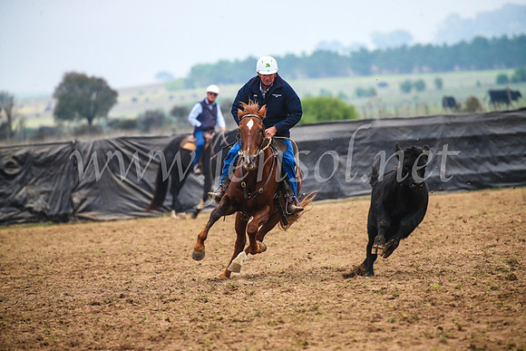 GoulburnCampdraft2017_0239