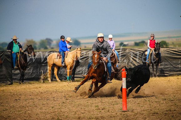 GoulburnCampdraft2017_2469
