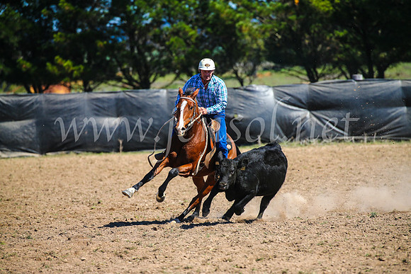 GoulburnCampdraft2017_3191
