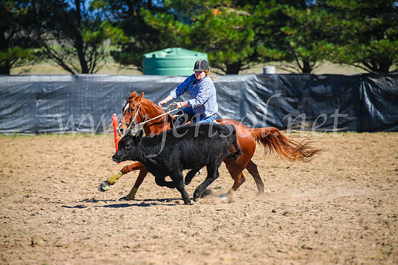 GoulburnCampdraft2017_2857