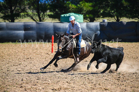 GoulburnCampdraft2017_3406