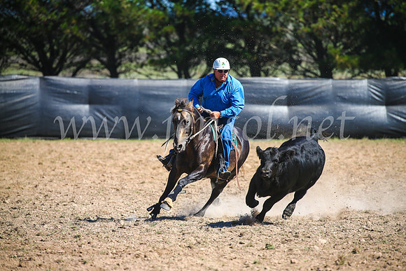 GoulburnCampdraft2017_3132
