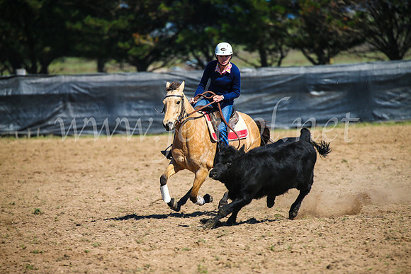GoulburnCampdraft2017_2738