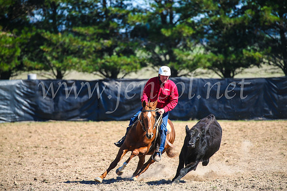 GoulburnCampdraft2017_2941