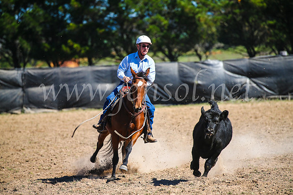 GoulburnCampdraft2017_3264