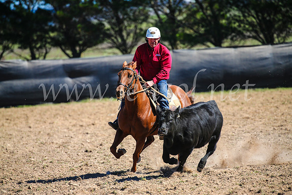 GoulburnCampdraft2017_3531