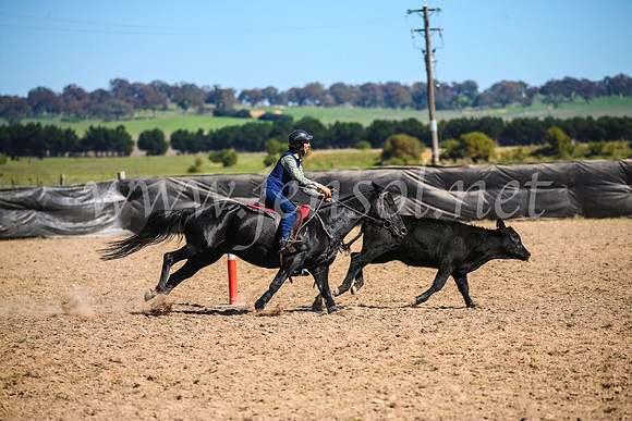 GoulburnCampdraft2017_3351