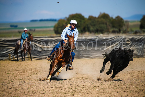 GoulburnCampdraft2017_3088