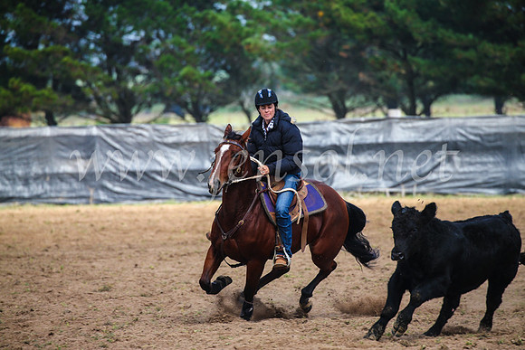 GoulburnCampdraft2017_0291