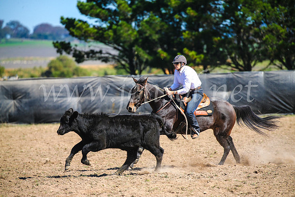 GoulburnCampdraft2017_3172