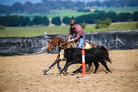 GoulburnCampdraft2017_2677